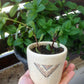 Make Your Own Ceramic Plant Pot